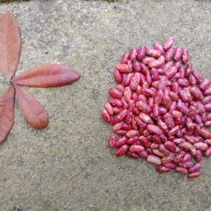 Rajma Pink / Jammu