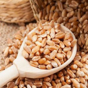 Whole Wheat Grain (Sharbati)