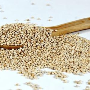 Pearl Millet / Sajje Seeds