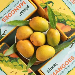 Alphonso Mango Boxes (6 pcs)