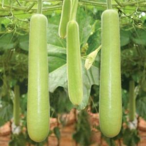 Bottle Gourd / Sore Kayi