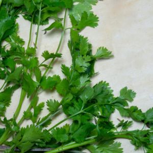 Coriander Leaves / Kottambari Soppu