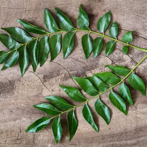 Curry Leaves / Kari bevu soppu